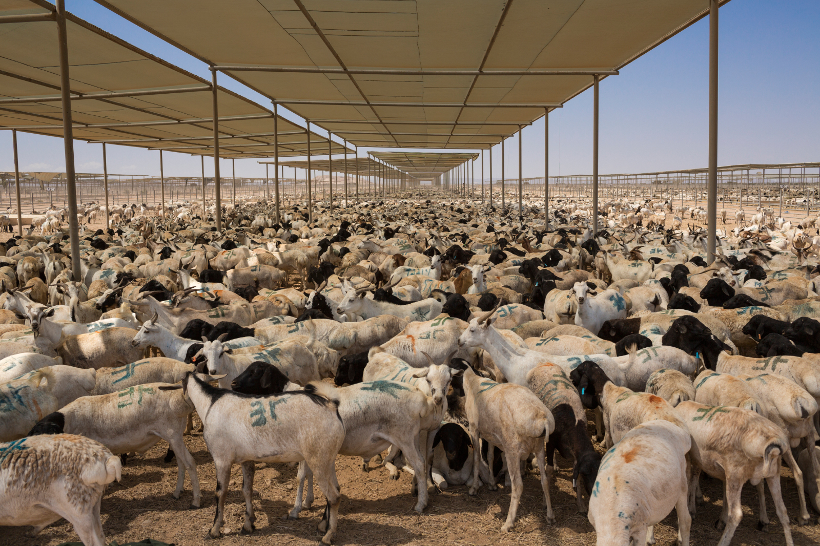 Saudi Impor 1.14 Juta Kambing untuk Qurban Jamaah Haji