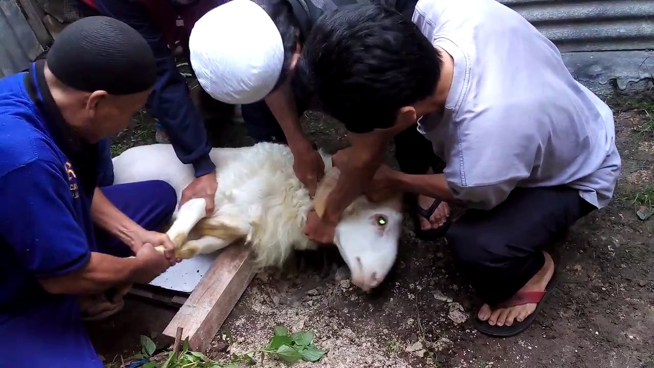Belgia Larang Penyembelihan Hewan Ala Yahudi dan Islam, Ini Alasannya