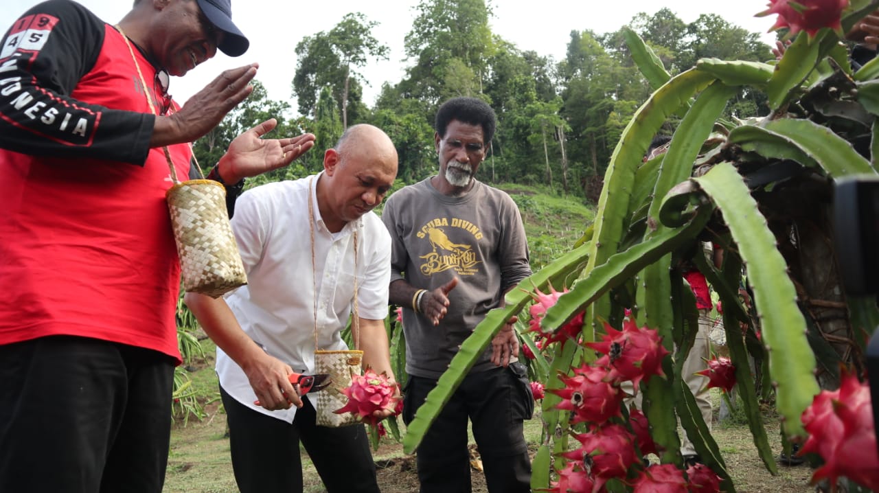 Buah Naga Dikembangkan Menjadi Produk Unggulan Raja Ampat