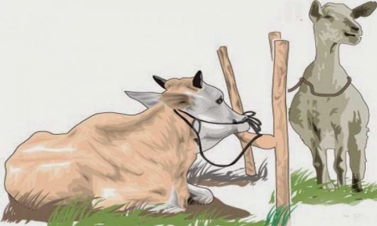 Mana Lebih Baik, Kurban Sapi Patungan atau Kambing Sendirian