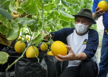 Model Bisnis Sektor Pertanian Baru, Akan Dikembangkan