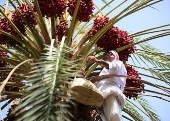 Saudi Duduki Peringkat Kedua Negara Penghasill Kurma Terbesar di Dunia
