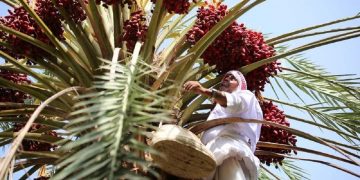 Saudi Duduki Peringkat Kedua Negara Penghasill Kurma Terbesar di Dunia