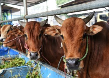 Kemenag Terbitkan Aturan Penyembelihan Kurban Selama PPKM Darurat