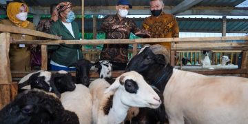 Korporasi Peternak Domba dan Kambing di Karanganyar Diminta Segera Dibentuk
