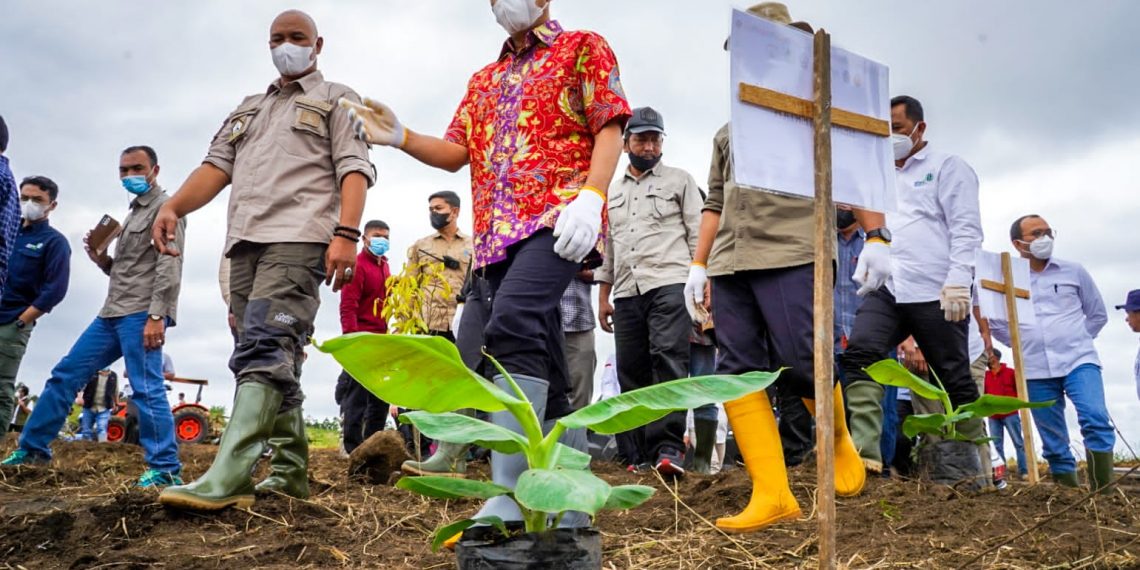 Korporatisasi Petani Pisang Cavendish, Dikembangkan di Bener Meriah Aceh