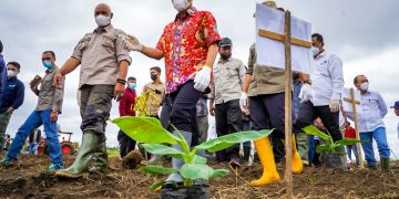 Korporatisasi Petani Pisang Cavendish, Dikembangkan di Bener Meriah Aceh