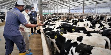Koperasi Peternak Susu dan Industri Pengolah Susu Lakukan Pertemuan Guna Tanggulangi Dampak PMK