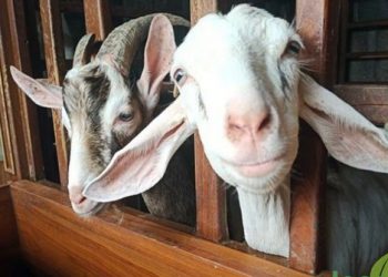 Kurban Kambing secara Patungan, Bolehkah?