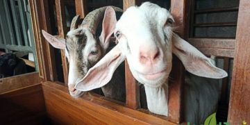 Kurban Kambing secara Patungan, Bolehkah?