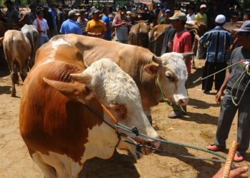 Ketentuan Qurban dan Dasar Hukumnya dalam Islam