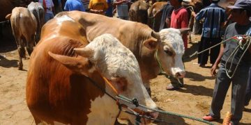 Ketentuan Qurban dan Dasar Hukumnya dalam Islam