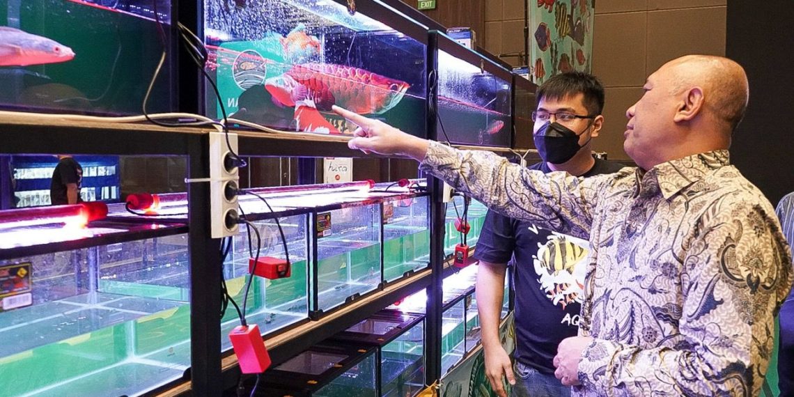 Kalikan Expo 2022 Hadir Untuk Perkuat Ekosistem Usaha UMKM Ikan Hias Air Tawar