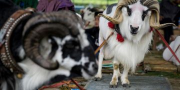 Budaya Domba Tangkas Garut Miliki Potensi Jadi Sumber Kekuatan Ekonomi Jabar