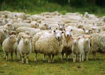 Ketentuan Qurban dan Dasar Hukumnya dalam Islam