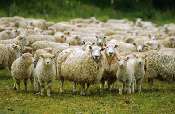 Ketentuan Qurban dan Dasar Hukumnya dalam Islam