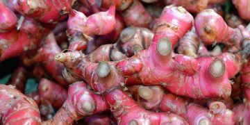 Segudang Manfaat Mengkonsumsi Jahe Merah Bagi Tubuh