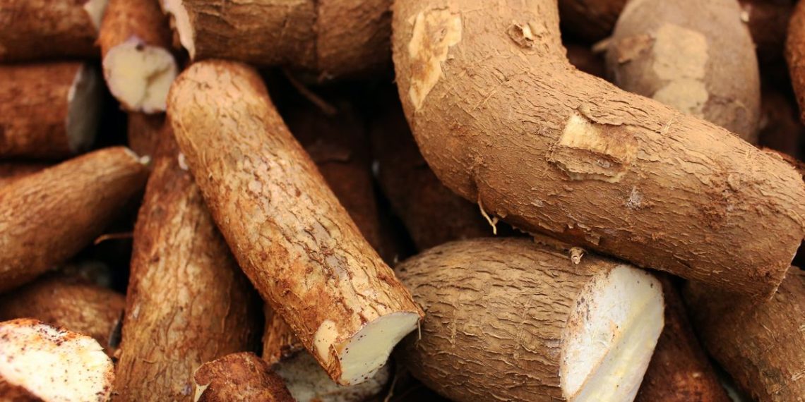 Segudang Manfaat Rutin Mengkonsumsi Singkong