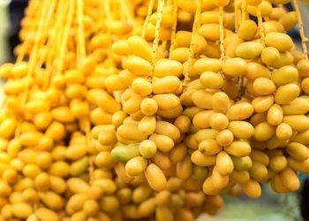 Segudang Manfaat Kurma Muda untuk Kesehatan Tubuh
