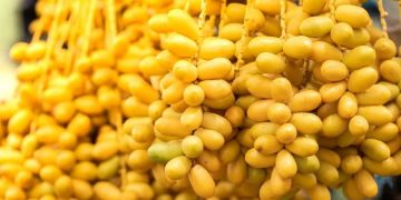 Segudang Manfaat Kurma Muda untuk Kesehatan Tubuh