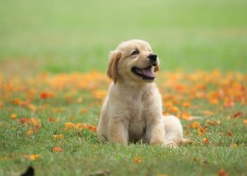 Saya Muslim Tapi Mau Pelihara Anjing, Bolehkah?