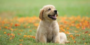 Saya Muslim Tapi Mau Pelihara Anjing, Bolehkah?