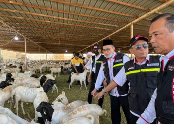 Hasil Mudzakarah Perhajian: Penyembelihan Hewan Dam Boleh Dilakukan di Indonesia