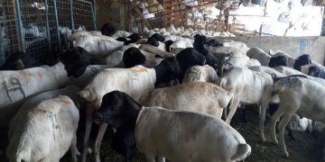 Hukum Hewan Dam Disemberlih dan Dibagikan di Indonesia