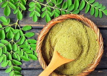 Ragam Manfaat Tanaman Kelor bagi Tubuh