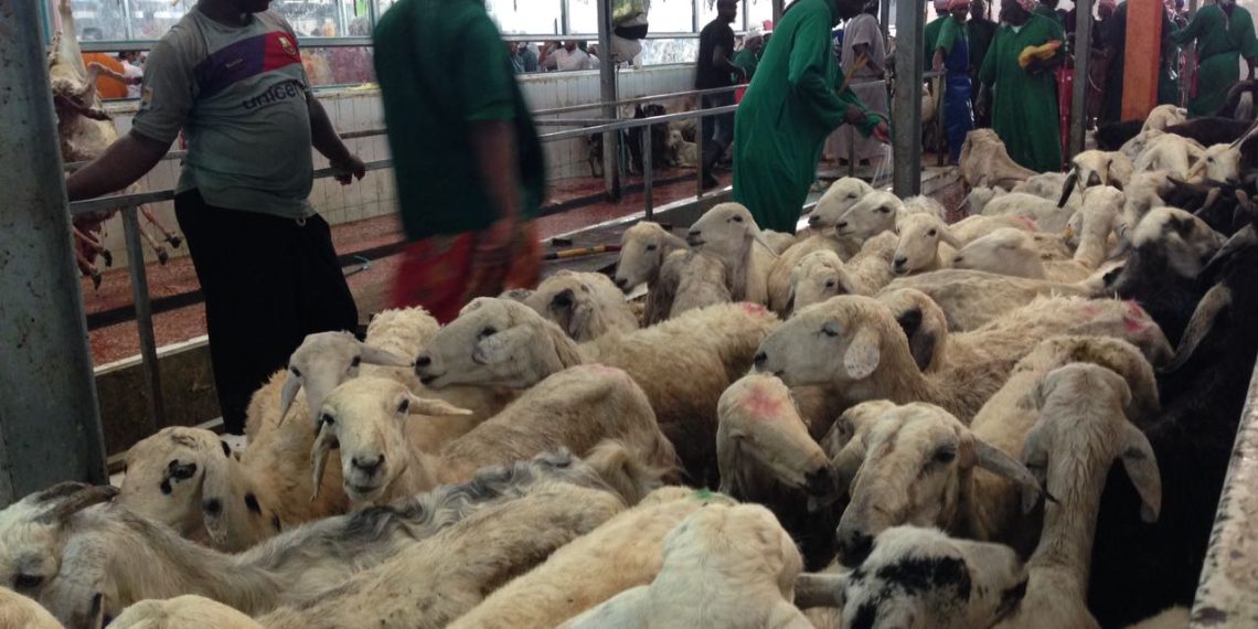 Polemik Dam Haji, Pemerintah Siapkan Payung Hukum dan Skema Resmi