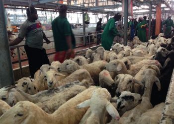 Polemik Dam Haji, Pemerintah Siapkan Payung Hukum dan Skema Resmi