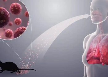 Jemaah Tak Perlu Panik! Saudi Pastikan Haji 2026 Aman dari Hantavirus,